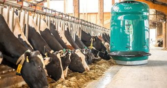 التغذية الآلية في مزارع الألبان: أتمتة إنتاج الحليب