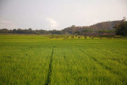 الحد من انبعاثات الغازات الدفيئة الناتجة عن إنتاج الأرز: التعاون العلمي